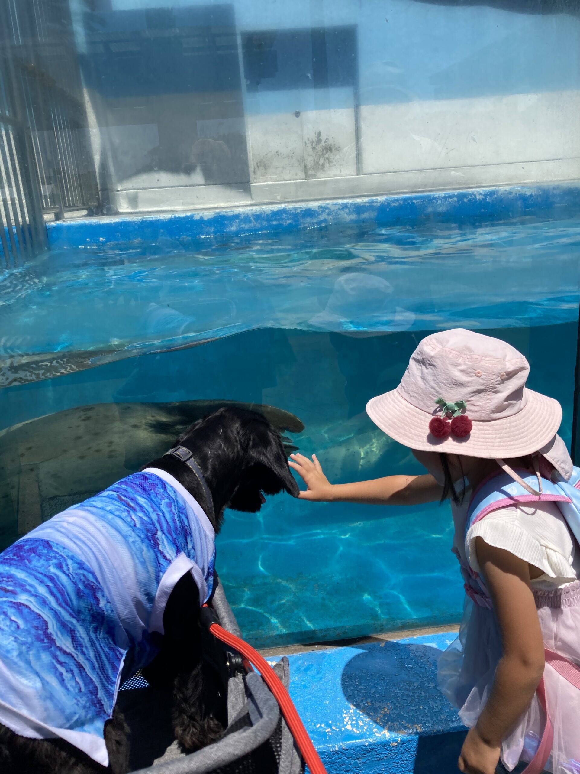 「水槽の中のアザラシを、一人っ子の娘と愛犬が並んで見つめている様子。犬と子供の成長をイメージできる写真」