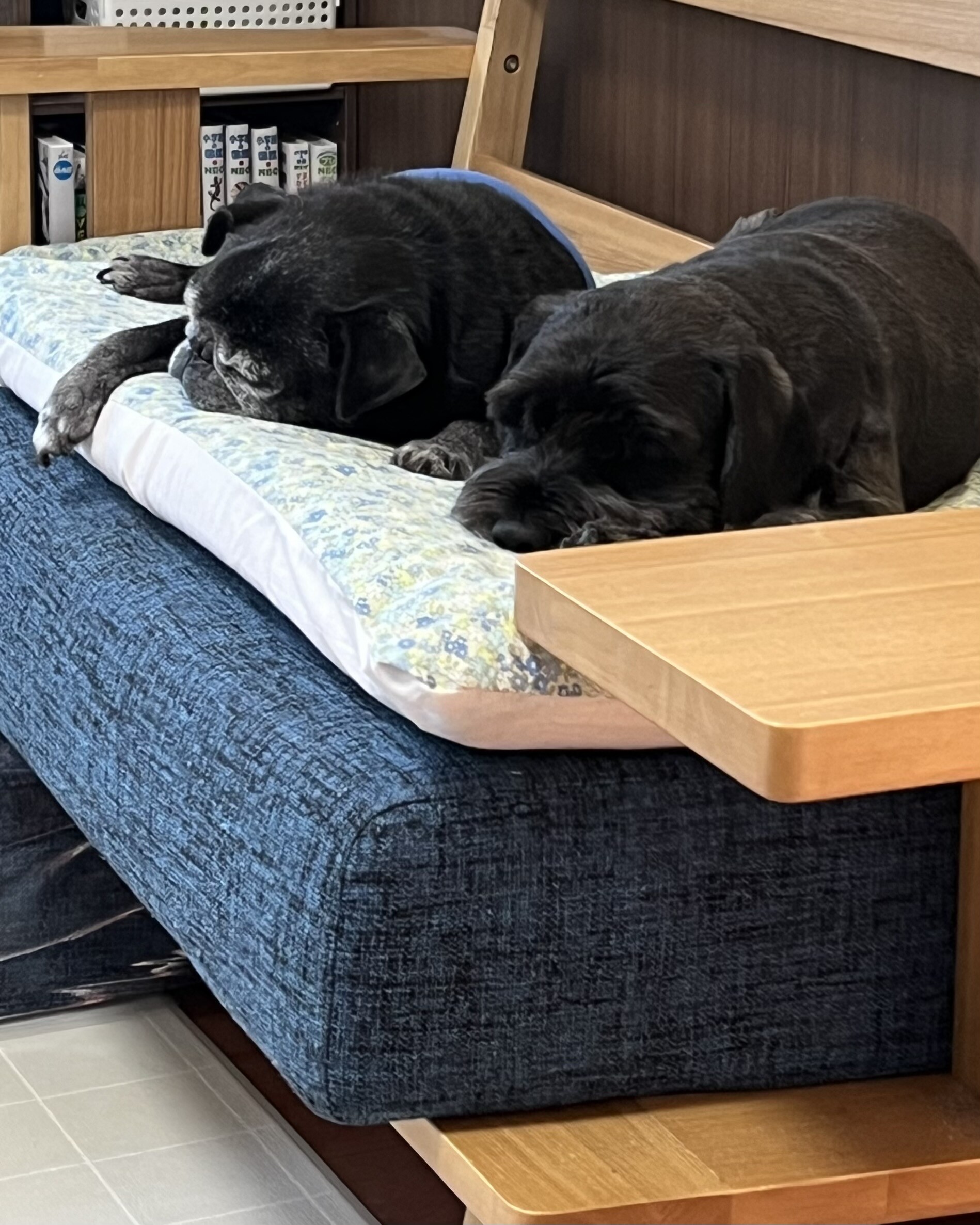 ベッドで並んで眠る2匹の犬｜共働き家庭での留守番