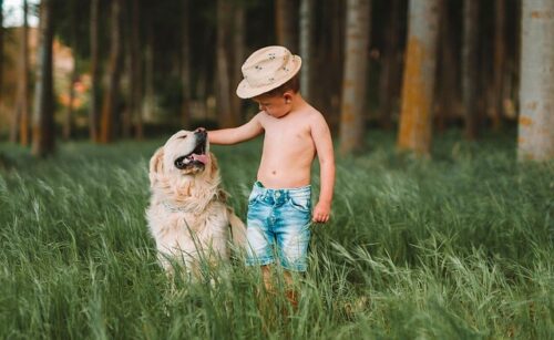 成犬の犬と小さな子供が穏やかに過ごす様子