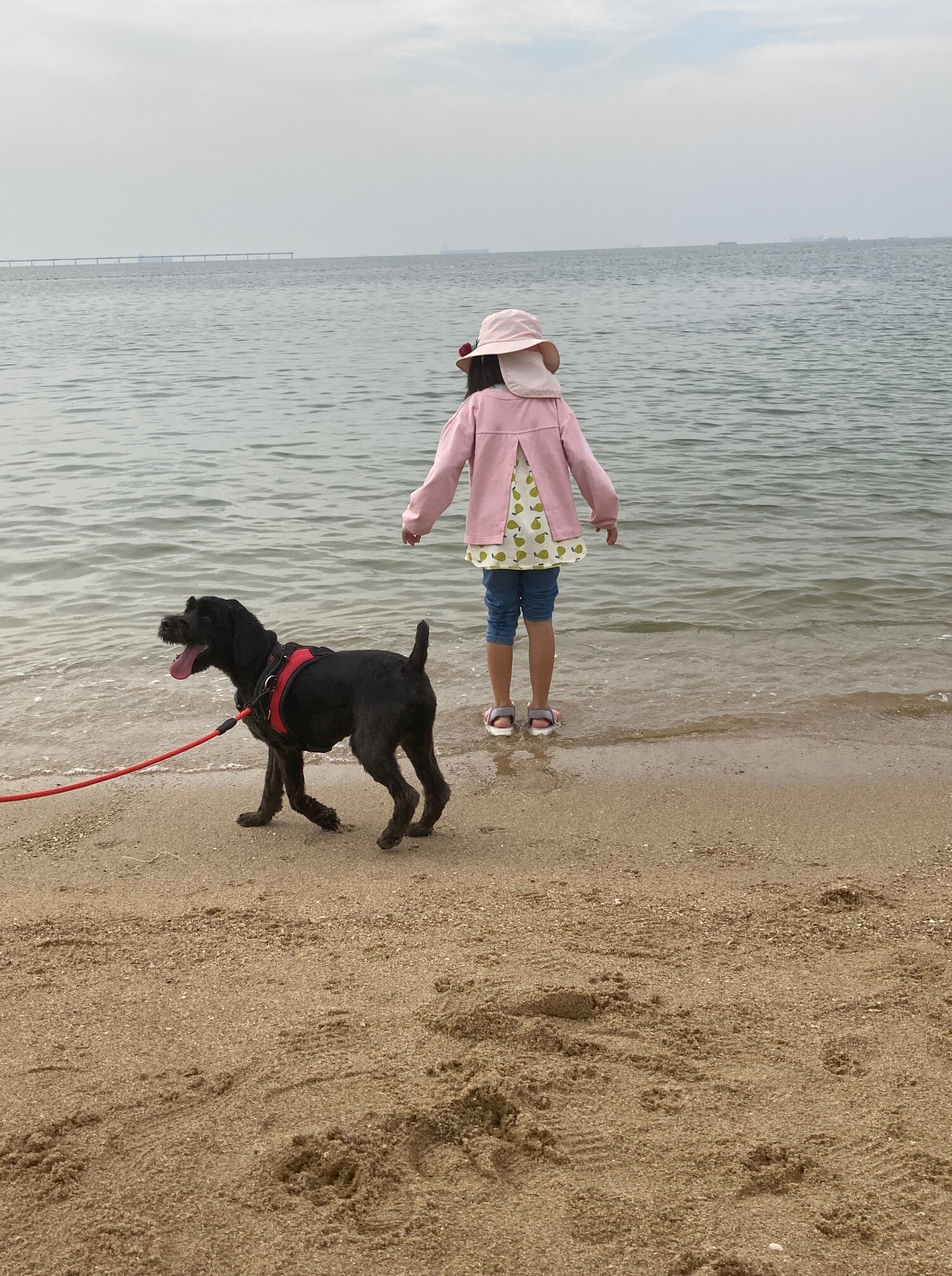 「海辺で愛犬と一緒に散歩する子ども」