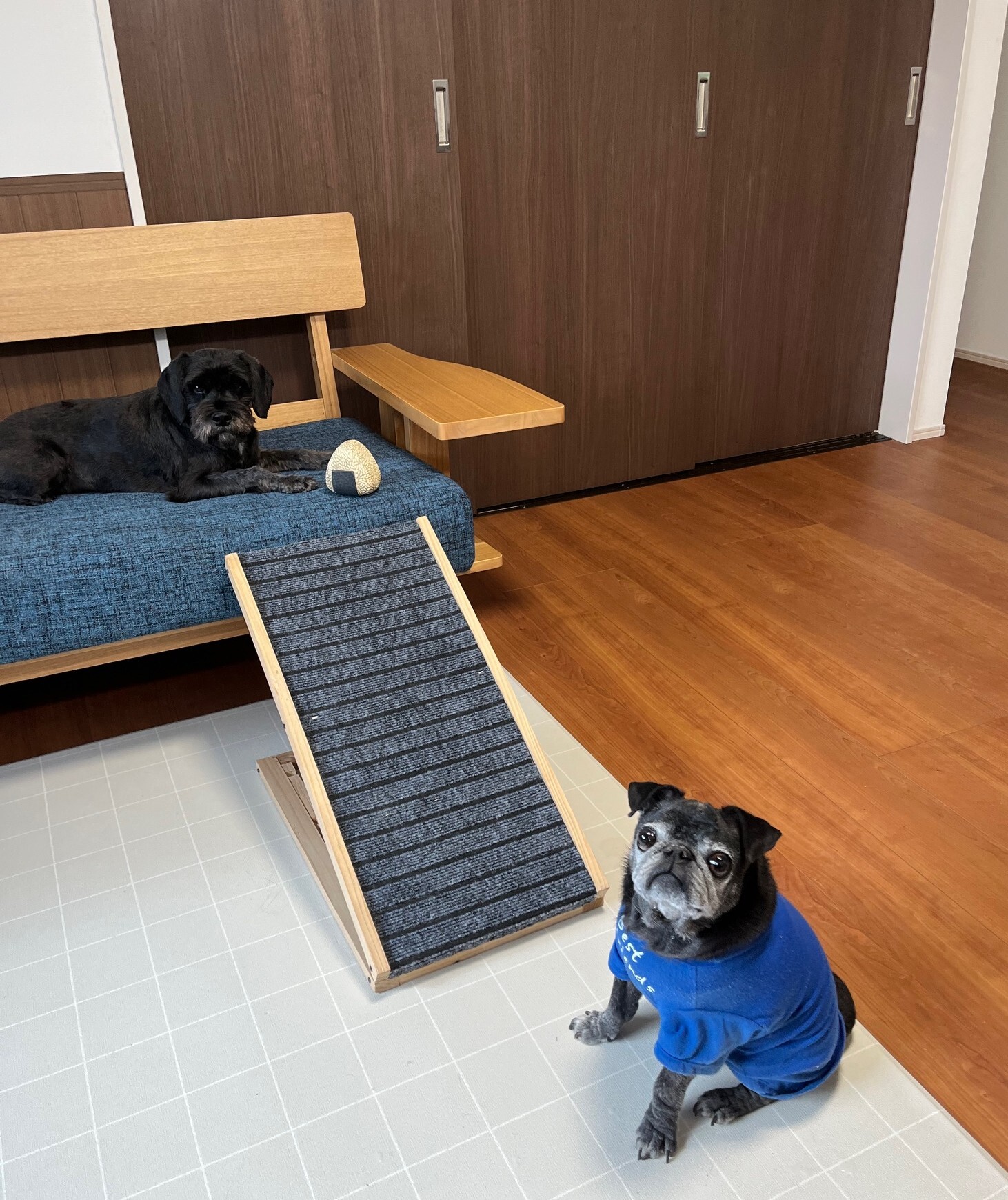 我が家の2匹の愛犬とペットスロープの写真。シニア犬が安全にソファへ上り下りできるよう工夫した様子。
