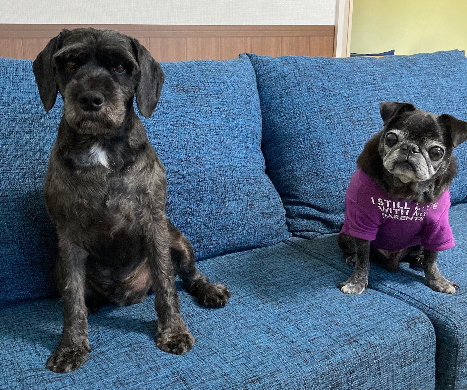 2匹の愛犬が仲良くソファに並んで座っている様子